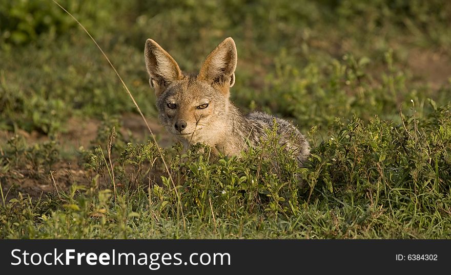 Silver back jackal squints into the sun on a beautiful Serengeti morning. Silver back jackal squints into the sun on a beautiful Serengeti morning