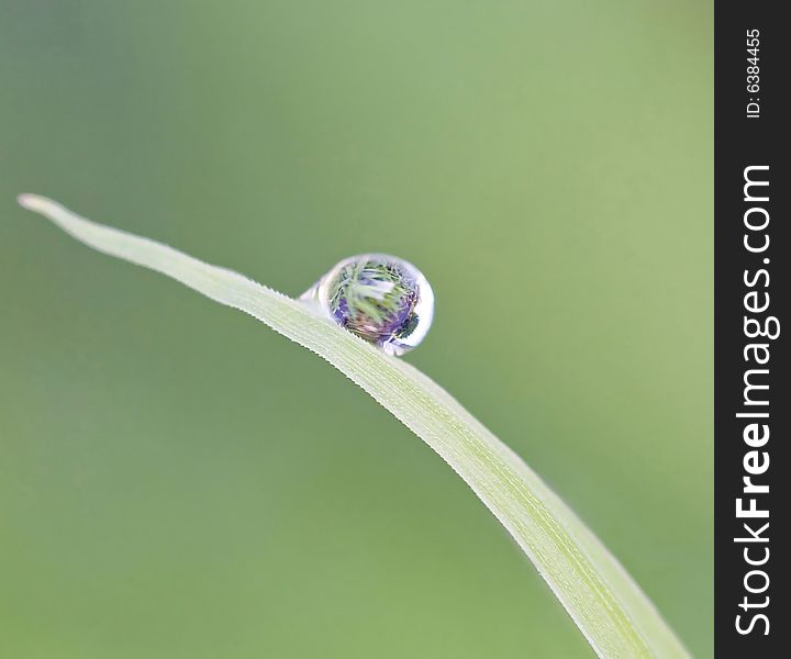 Water Droplet on a Blade of Grass