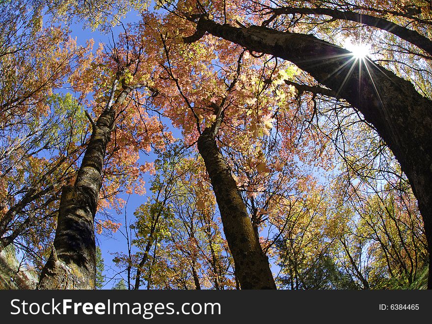 Towering trees in autumn with golden and orange leaves. Towering trees in autumn with golden and orange leaves