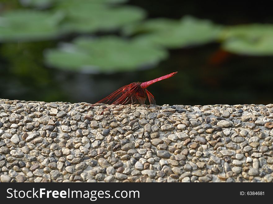 Red Dragonfly resting on a gravel surface