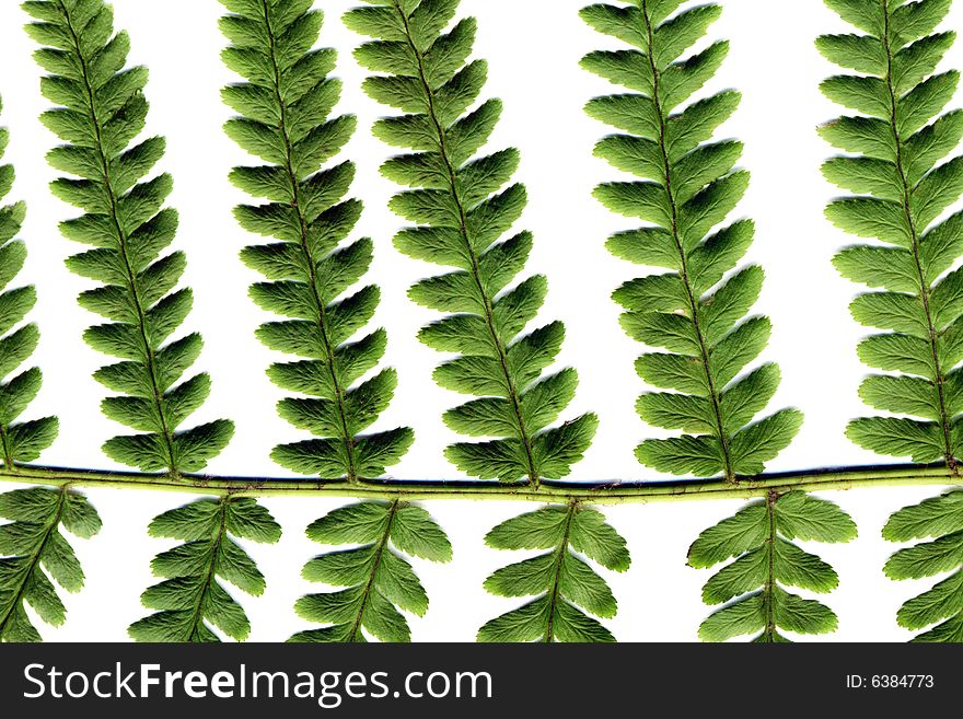 Fern isolated on white background