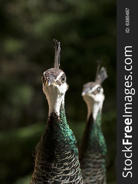 A pair of female peacocks, known as peahens, with their fancy topnotches and fabulous green neck feathers. Focus is on the front bird.