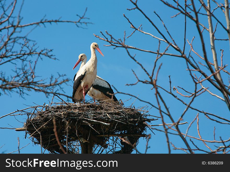 A stork standing in its nest, family of stork