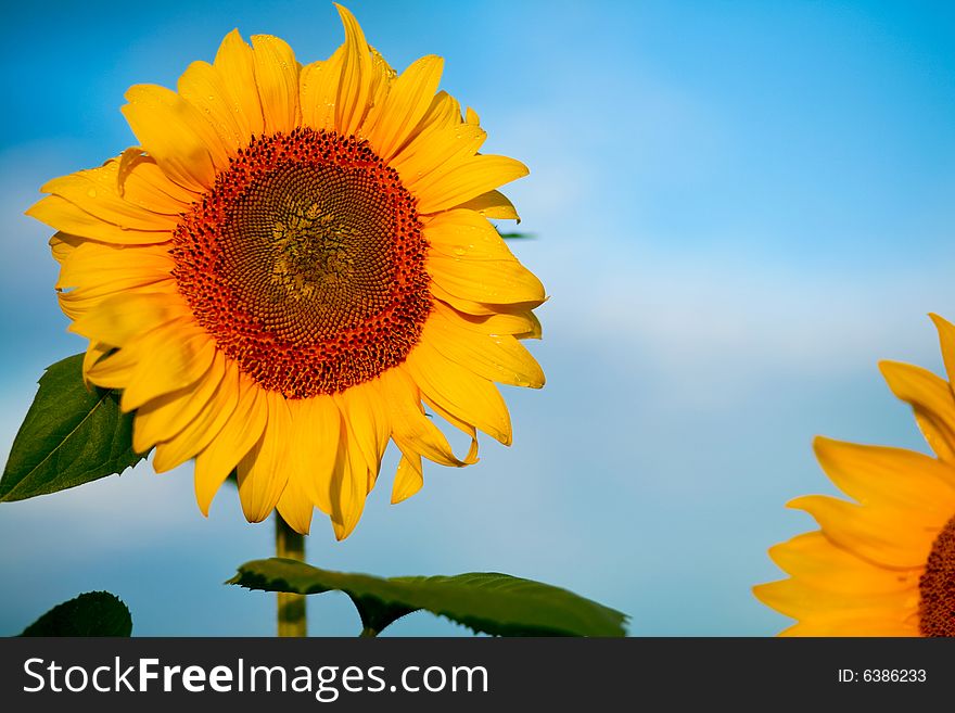 An image of yellow sunflower on blue background. An image of yellow sunflower on blue background