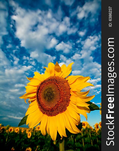 An image of yellow sunflower on dramatic background. An image of yellow sunflower on dramatic background