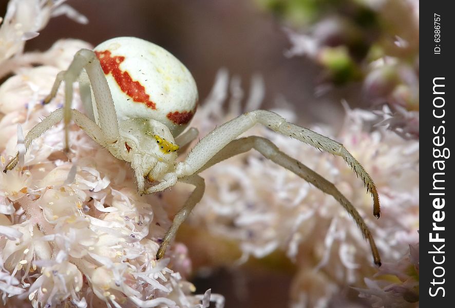 White spider close-up on a flower