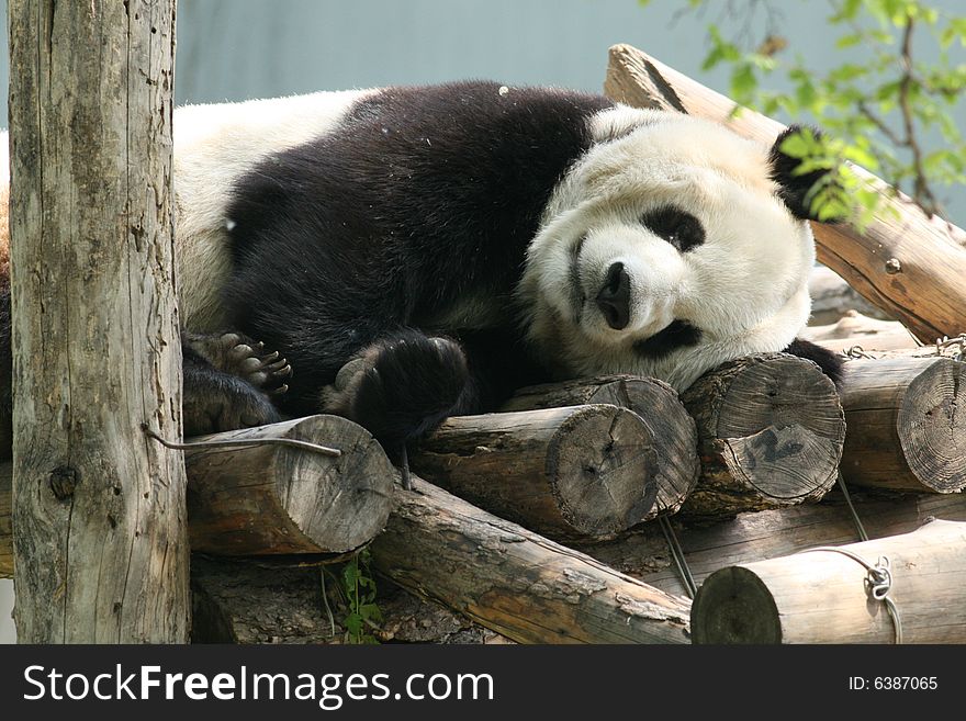 Chew the panda of Cui bamboo, spare timeæ‚ é—²,åŒ—äº¬ï¼ŒåŠ¨ç‰©å›­