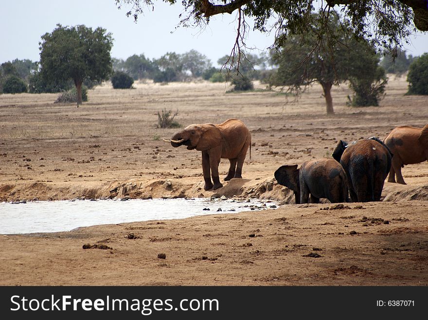 Elephants At The Pond