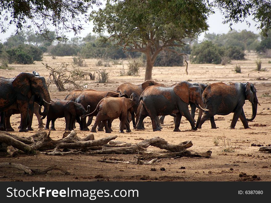 Some african elephants moving away, Kenya