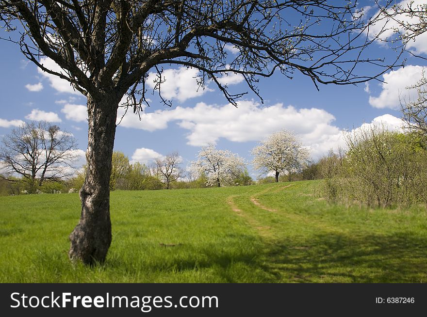 Cherry Tree In Blooming