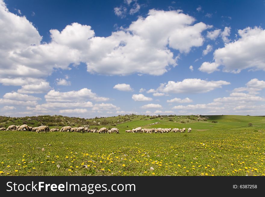 Sheeps on the grass-land with blue sky and clouds