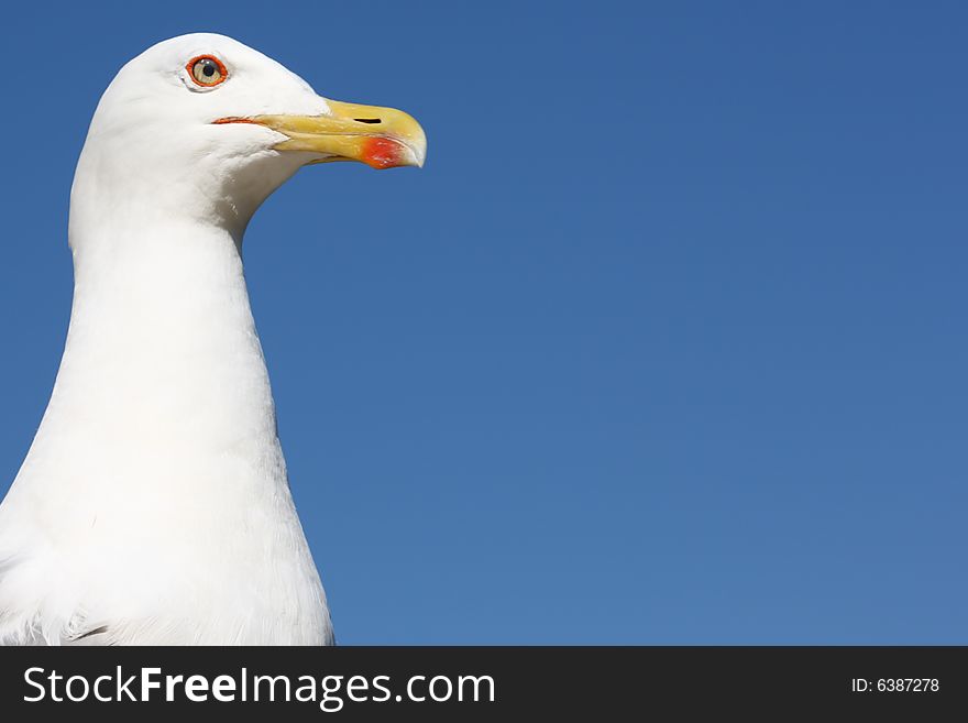Beautiful wild sea-gull close-up photo