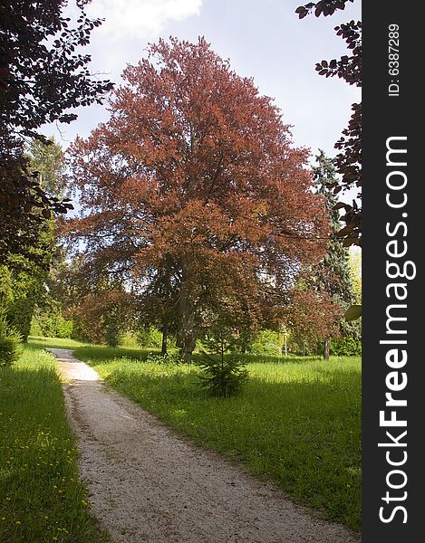 Solitaire tree near to the footpath in the park