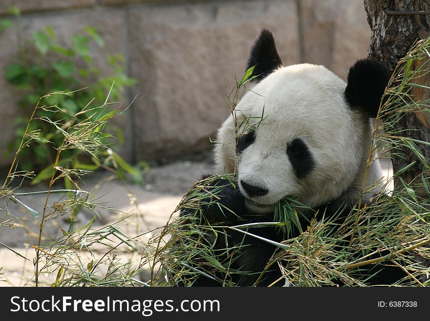 Panda quietly munching favorite food patience -- bamboo. Panda quietly munching favorite food patience -- bamboo