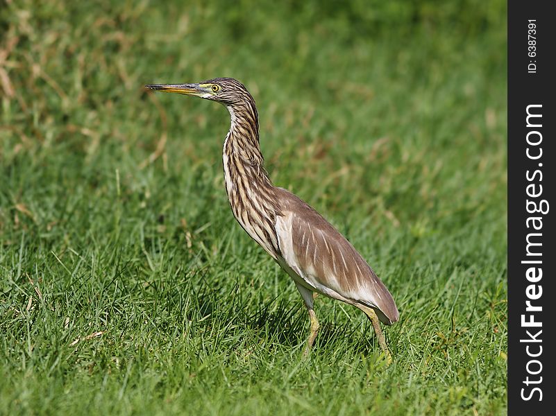 Indian pond heron in a green grass.