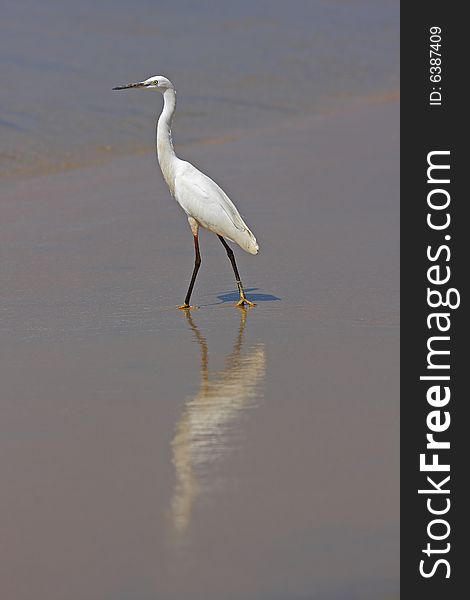 Little Egret on a beach, India. Little Egret on a beach, India