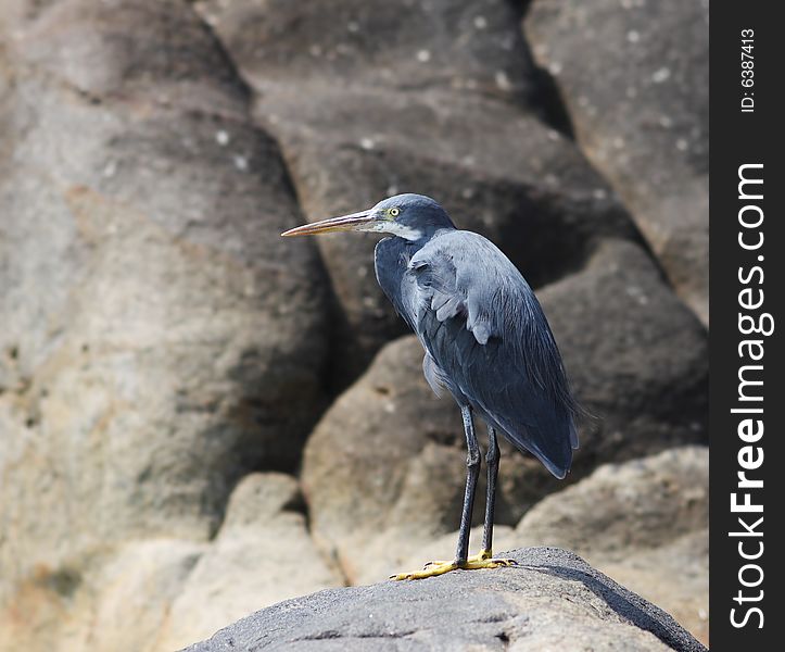 Grey heron on a rock, India