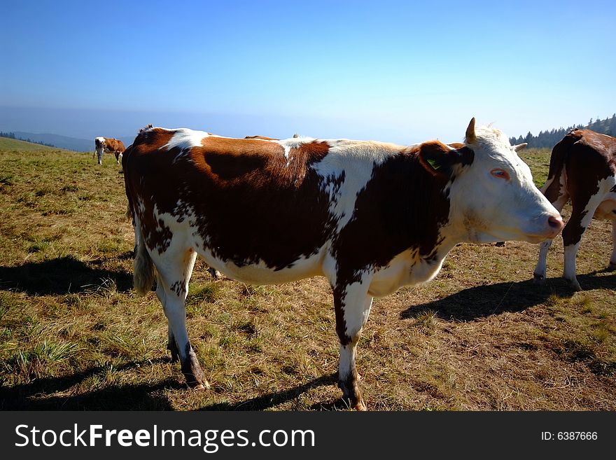 A german cow on the meadows of Mt. Feldberg