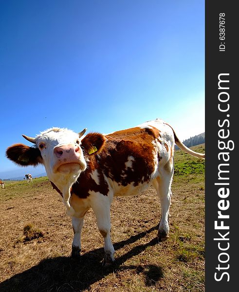 A german cow on the meadows of Mt. Feldberg