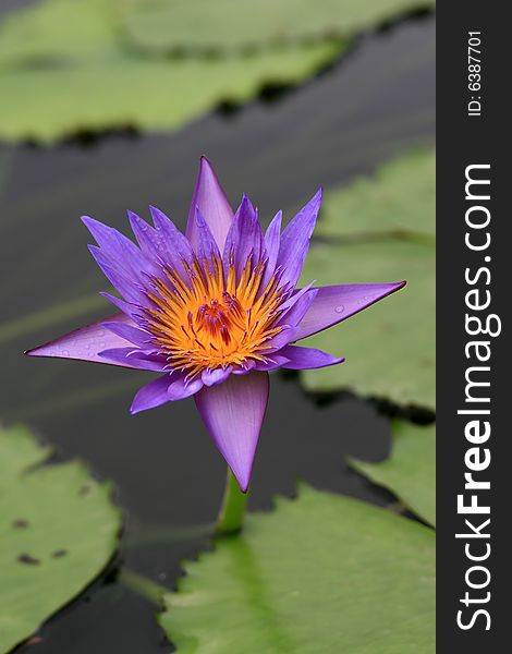 Lotus flower at a lake