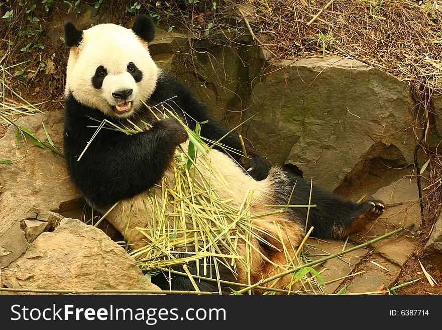 The panda  Hangzhou, zoo, bottle feeding
of the mastication. The panda  Hangzhou, zoo, bottle feeding
of the mastication