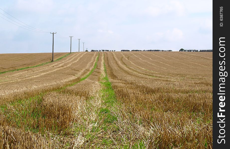 Corn Field With Stubble