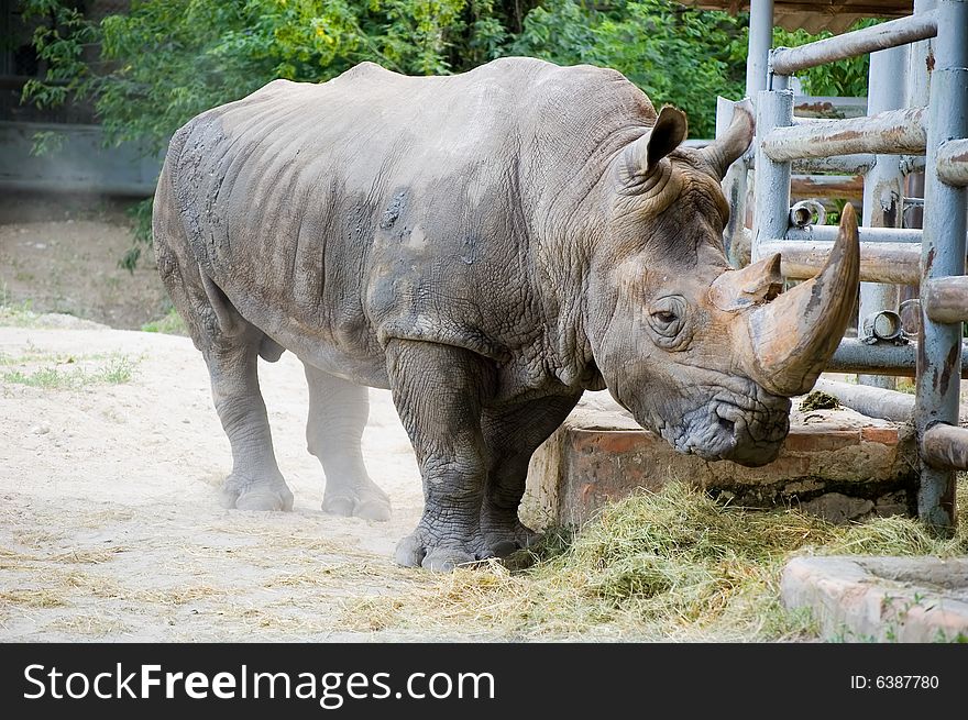 Old rhinoceros has approached to a fence