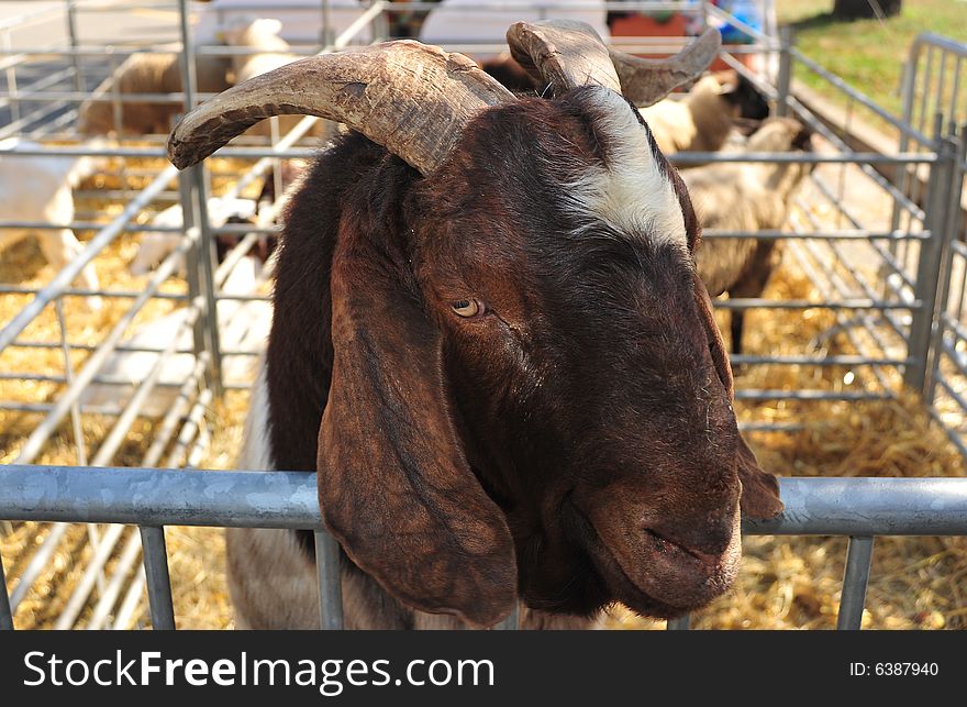 A wondering goat looks out from an enclosure. A wondering goat looks out from an enclosure