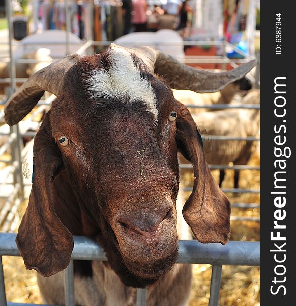 A wondering goat looks out from an enclosure. A wondering goat looks out from an enclosure