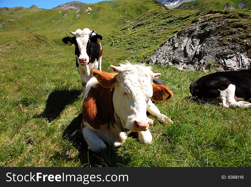 Pictures of cows in the austrian alps (summer). Pictures of cows in the austrian alps (summer)