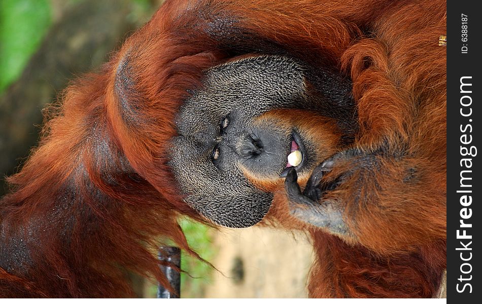 A large mainly solitary arboreal ape with long reddish hair, long arms, and hooked hands and feet, native to Borneo and Sumatra. The mature male develops fleshy cheek pads and a throat pouch. Pongo pygmaeus, family Pongidae. A large mainly solitary arboreal ape with long reddish hair, long arms, and hooked hands and feet, native to Borneo and Sumatra. The mature male develops fleshy cheek pads and a throat pouch. Pongo pygmaeus, family Pongidae.