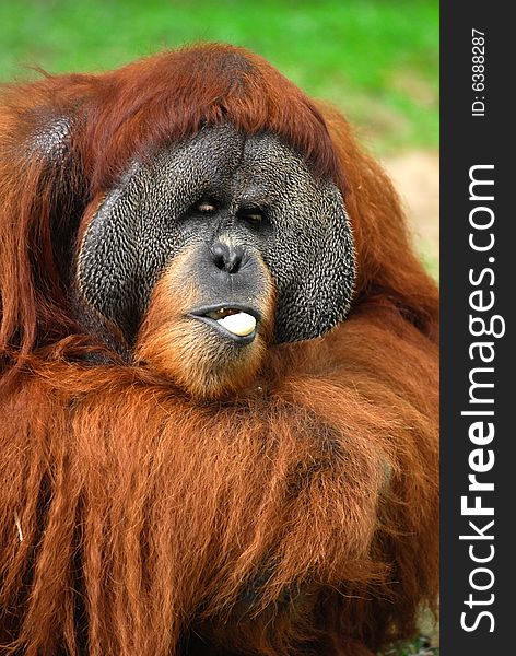 A large mainly solitary arboreal ape with long reddish hair, long arms, and hooked hands and feet, native to Borneo and Sumatra. The mature male develops fleshy cheek pads and a throat pouch. Pongo pygmaeus, family Pongidae. A large mainly solitary arboreal ape with long reddish hair, long arms, and hooked hands and feet, native to Borneo and Sumatra. The mature male develops fleshy cheek pads and a throat pouch. Pongo pygmaeus, family Pongidae.