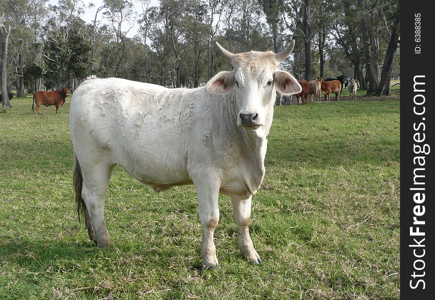 A beautiful white cow with horns coming over to the fence to see what we are looking at. The others didn't take any notice and weren't close enough to photograph. A beautiful white cow with horns coming over to the fence to see what we are looking at. The others didn't take any notice and weren't close enough to photograph.