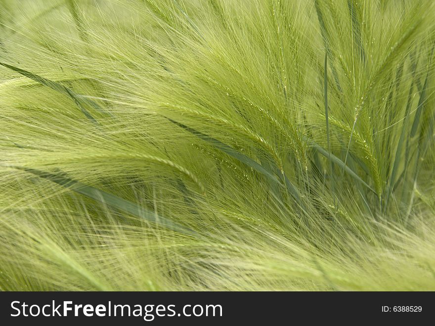 Green grass close up background