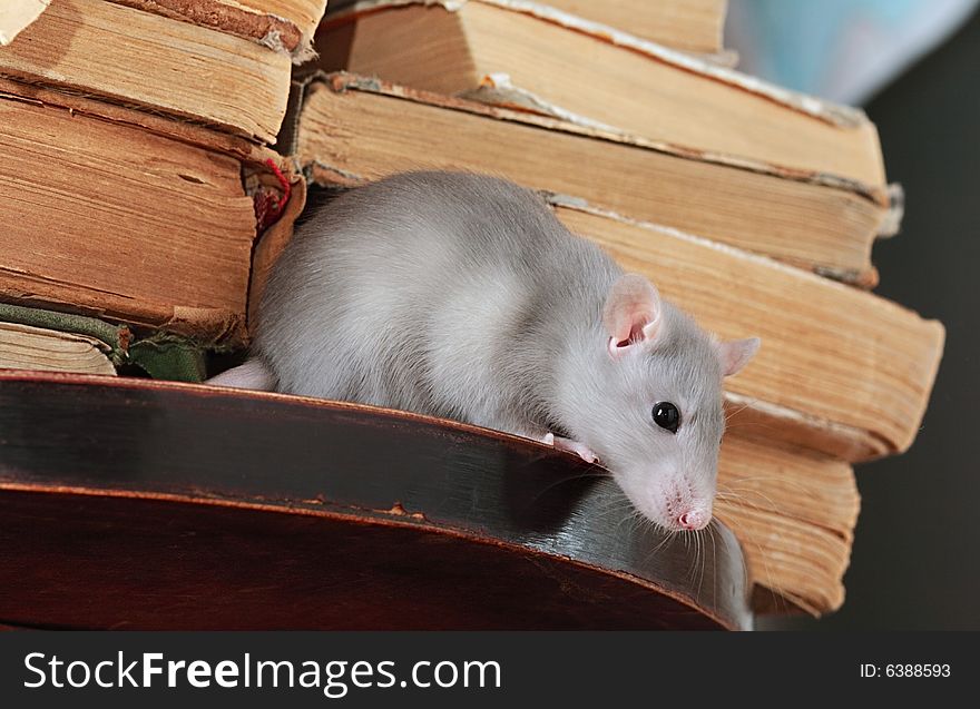 Rat  in library,focus on a head