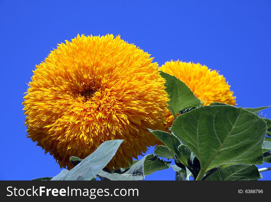 Clouse up of Decorative Sunflower on sky
