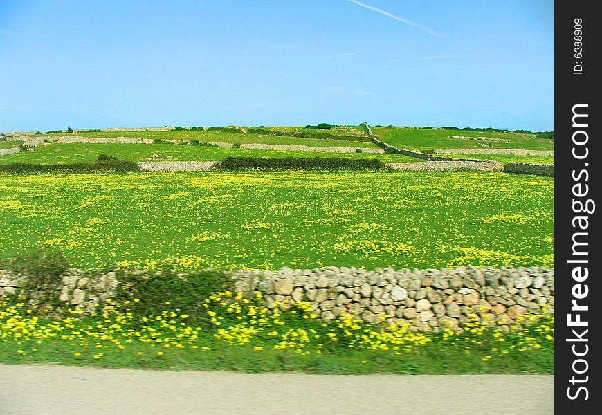 Green meadow with yellow flowers in the spring. Green meadow with yellow flowers in the spring