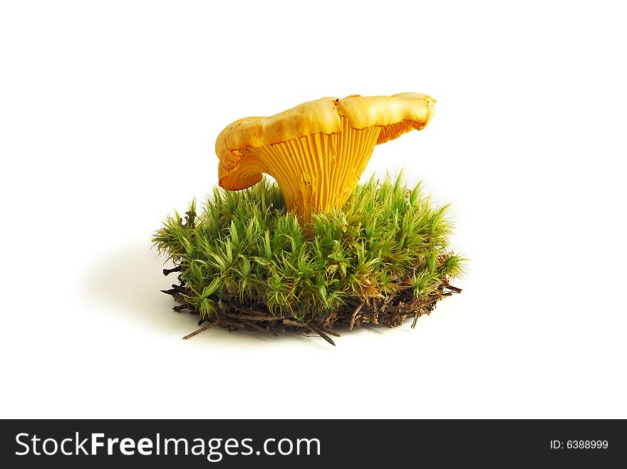 Chanterelle in the sphagnum, is isolated on a white background.