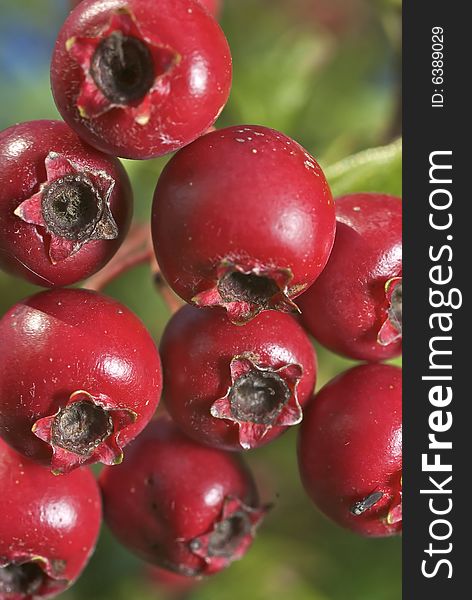 Fat red berries on a tree in early autumn, extreme close up. Fat red berries on a tree in early autumn, extreme close up