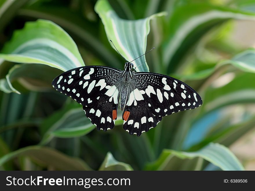 Papilio demoleus (butterfly on leaf). Papilio demoleus (butterfly on leaf)