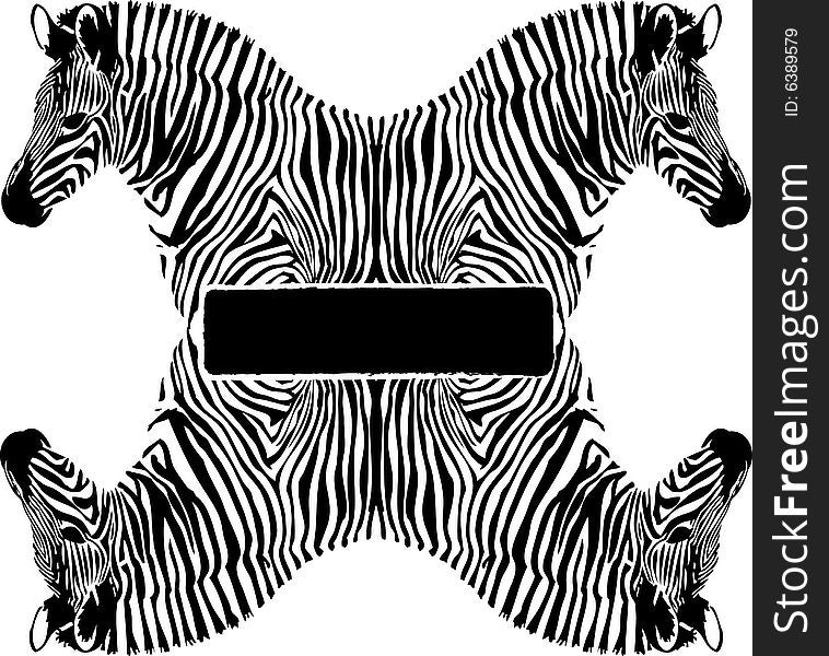 Black and white Zebra on white background