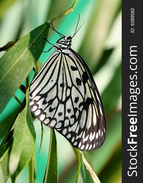 Idea leuconoe (butterfly on leaf). Idea leuconoe (butterfly on leaf)