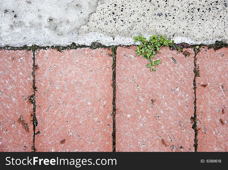 New growth breaking through paving - landscape exterior