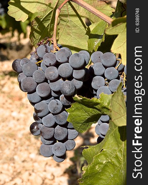 Bunch of grapes, vineyard in Croatia