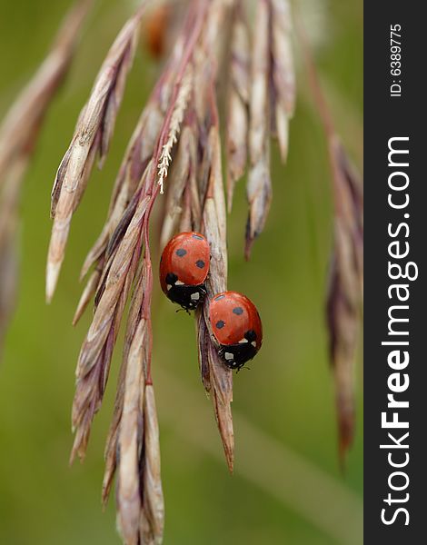 Ladybug on ear (summer time)