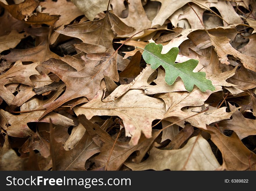 Single green oak tree leaf on autumn foliage - landscape exterior