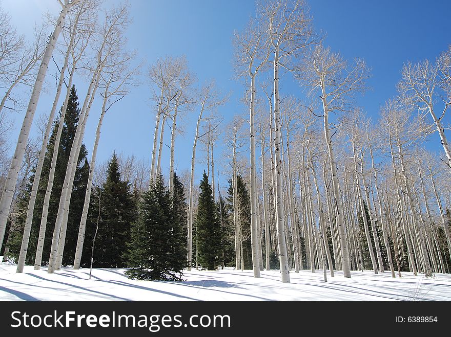 This picture of classic aspen trees was taken in the Rocky Mountain region of Colorado. This picture of classic aspen trees was taken in the Rocky Mountain region of Colorado