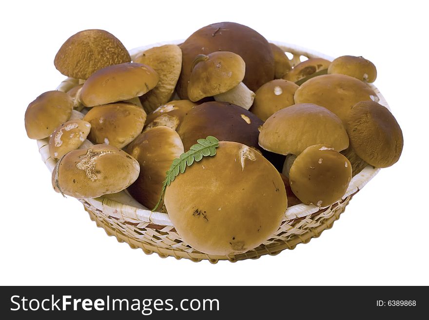 It is a lot of ceps on a white background. It is a lot of ceps on a white background