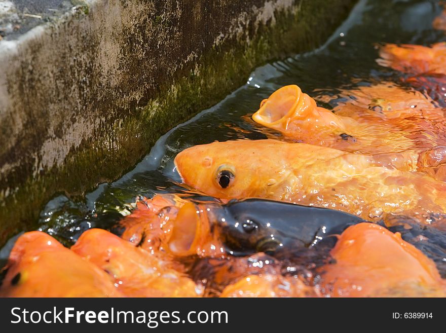 Koi fish