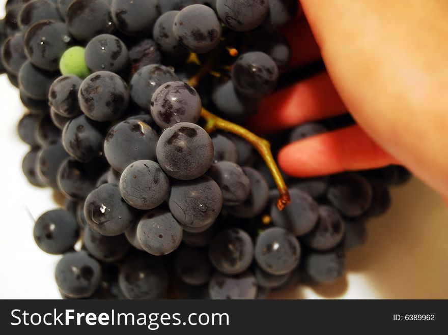 Black grapes and hand details. sweet wine grapes on a white background.